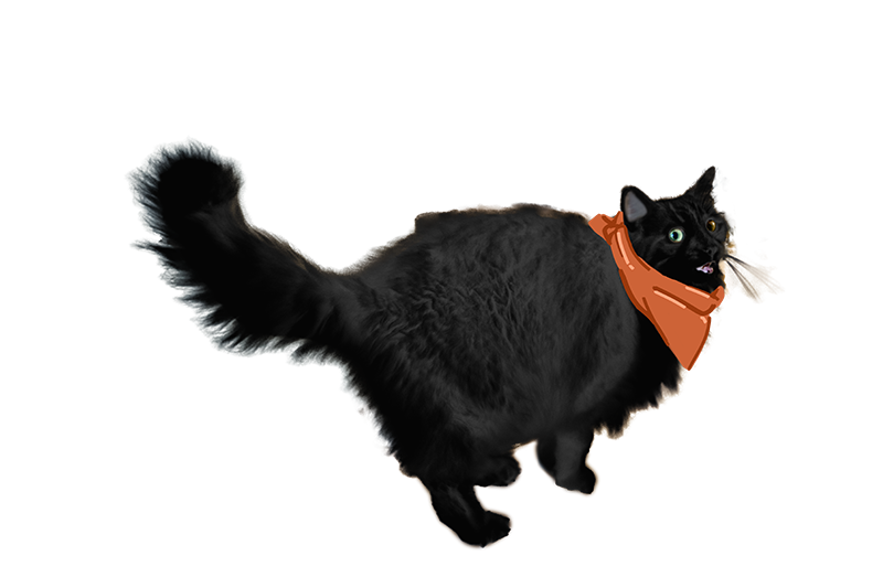 Realistic fluffy black cat with an orange scarf.